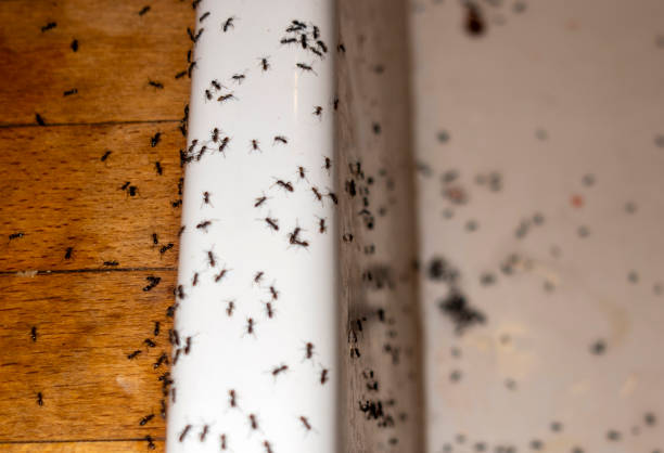 Best Affordable Pest Control Services  in Plumsteadville, PA